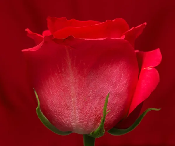 Rose Tendre Fleur Gros Plan — Photo