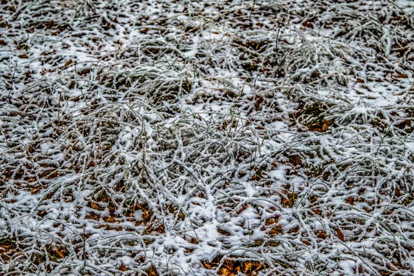 Herbst Lässt Gras Schnee — Stockfoto