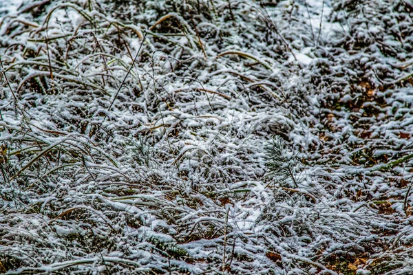 秋は雪の中で草を残し — ストック写真