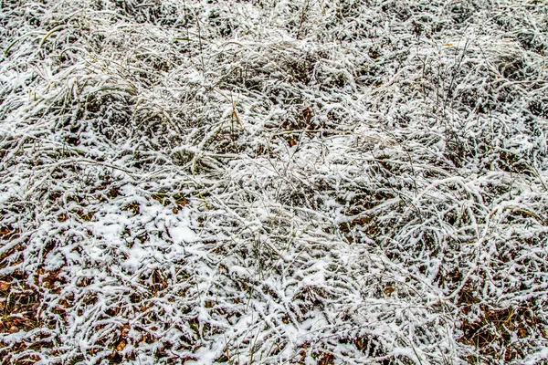 Herbst Lässt Gras Schnee — Stockfoto