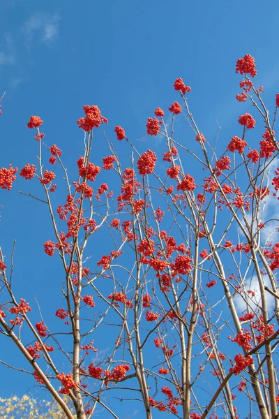 Árbol Otoño Arándano Colores Brillantes Naturaleza — Foto de Stock