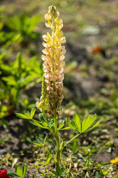 Lupinus Flores São Brilhantes Com Natureza Folhagem Verde — Fotografia de Stock