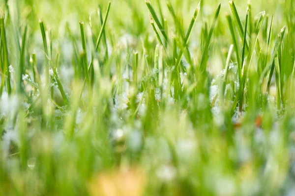 Verde Erba Neve Offuscata Sfondo Bokeh — Foto Stock