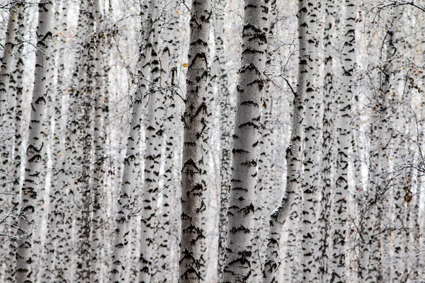 Winter Erster Schnee Birkenwälder Landschaft — Stockfoto