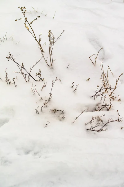 草干枝雪冬天自然 — 图库照片