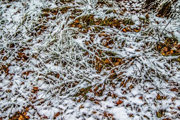 Feuilles Automne Herbe Dans Neige — Photo