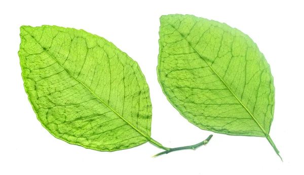 Зеленый Лист Белом Фоне — стоковое фото