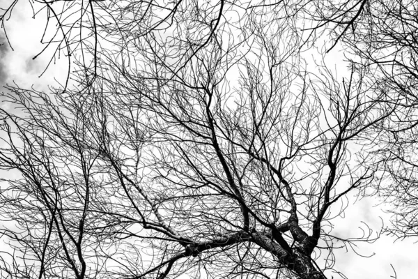 Arbre Branches Silhouette Sur Fond Blanc — Photo