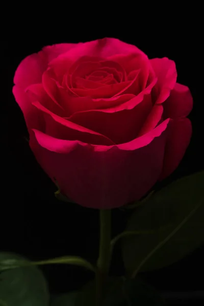 Tender Rose Flower Closeup — Stock Photo, Image