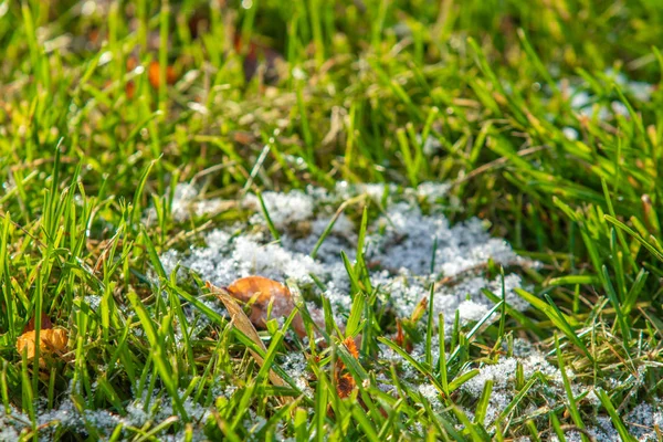 Hierba Verde Nieve Borrosa Fondo Bokeh —  Fotos de Stock