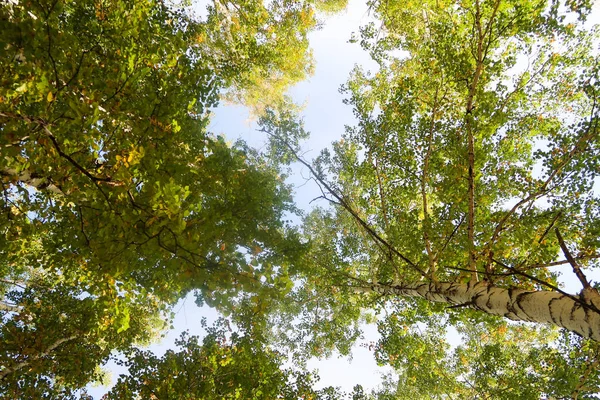 huş ağacı orman manzaralı gökyüzüne Sonbahar Doğa