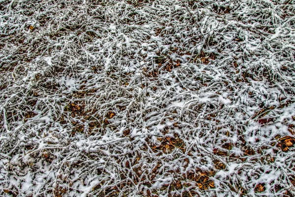 Herbst Lässt Gras Schnee — Stockfoto