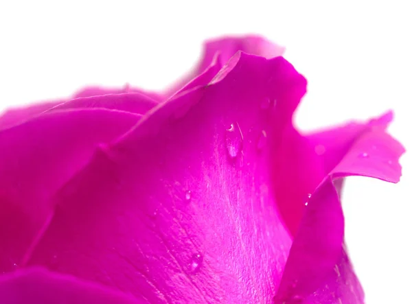 Detailní Nabídka Růžový Květ — Stock fotografie