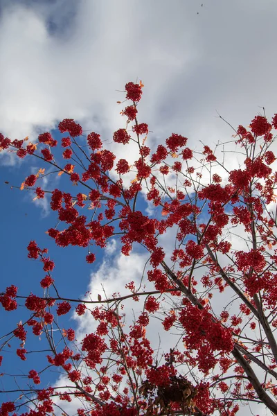 Autumn Tree Ashberry Bright Colors Nature — Stock Photo, Image