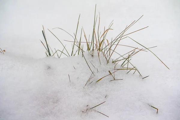 Çim Kuru Dalları Kar Kış Doğa — Stok fotoğraf
