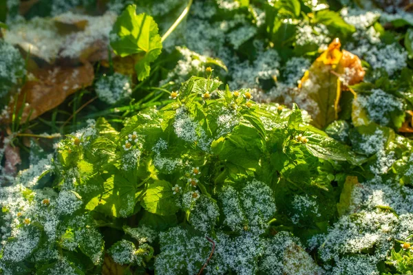 Hierba Verde Nieve Borrosa Fondo Bokeh —  Fotos de Stock