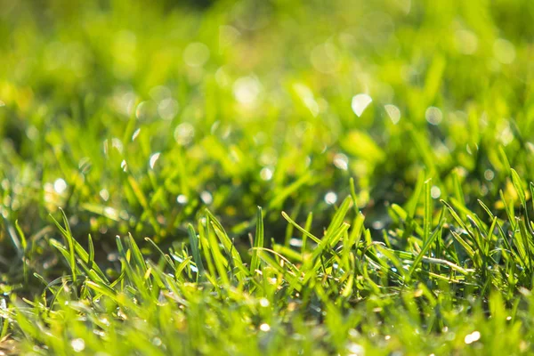 Grünes Gras Verschwommen Bokeh Hintergrund — Stockfoto