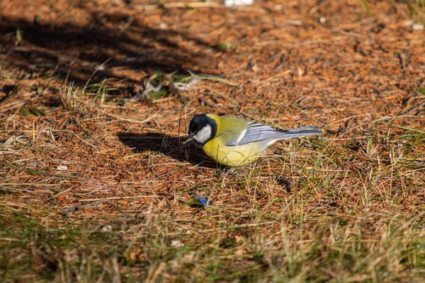 Oiseau Mésange Gros Plan Automne Hiver — Photo