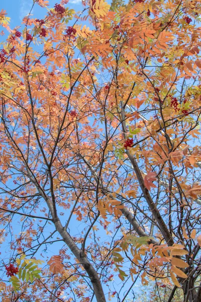 秋天树灰莓自然的明亮的颜色 — 图库照片