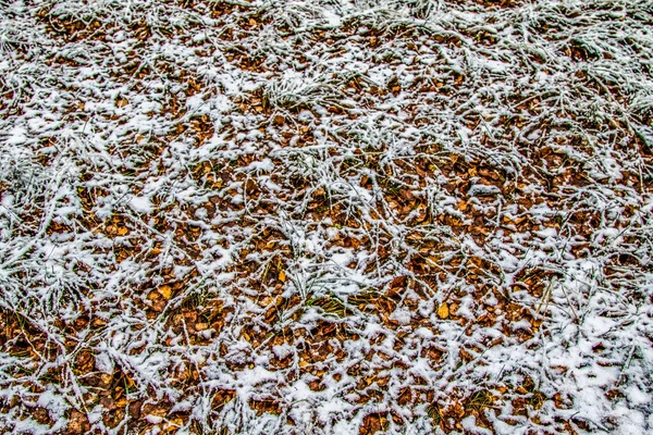 Herbst Lässt Gras Schnee — Stockfoto