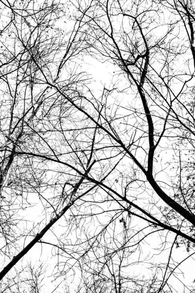 Гілки Дерева Силует Білому Тлі — стокове фото