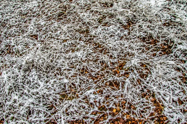 Feuilles Automne Herbe Dans Neige — Photo