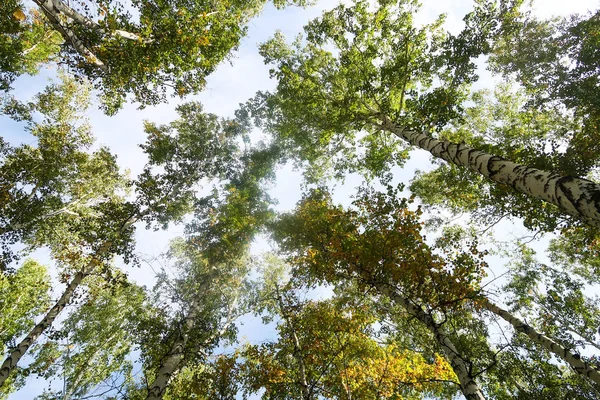 Abedul Vista Cielo Naturaleza Otoñal —  Fotos de Stock