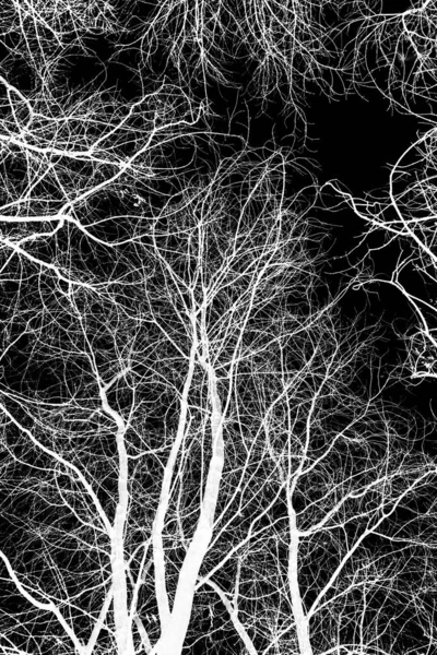 Ramuri Copac Siluetă Albă Fundal Negru — Fotografie, imagine de stoc