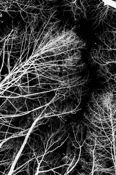 Ağaç Dalları Siluet Siyah Arka Plan Üzerine Beyaz — Stok fotoğraf