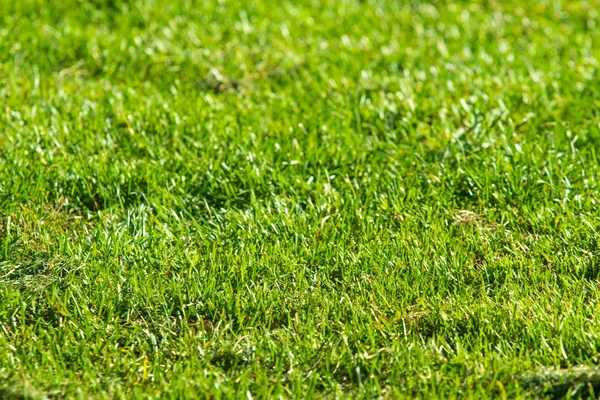 Grüner Gras Hintergrund Fokus Auf Die Mitte — Stockfoto
