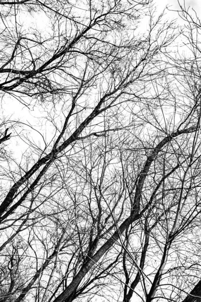 Tree Branches Silhouette White Background — Stock Photo, Image