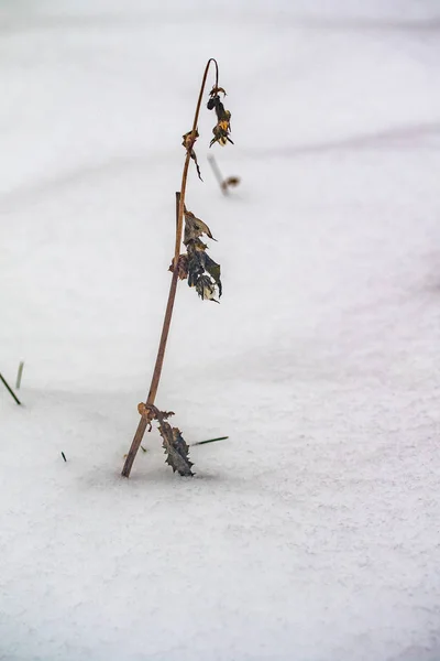 Tráva Suchých Větví Sněhu Zimní Příroda — Stock fotografie