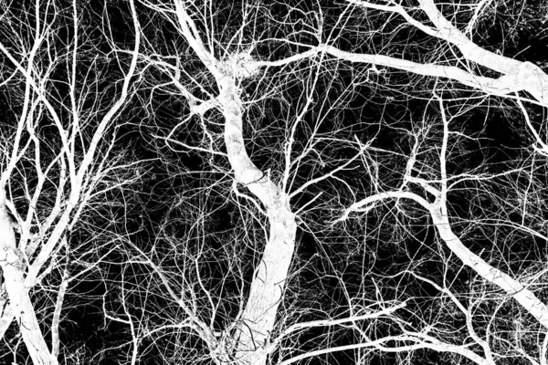 Branches Arbre Silhouette Blanche Sur Fond Noir — Photo