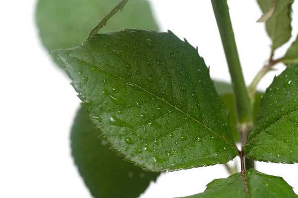 Green Leaf Water Drops — Stock Photo, Image