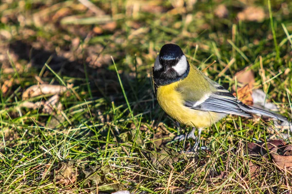 鳥シジュウカラ クローズ アップ秋冬 — ストック写真