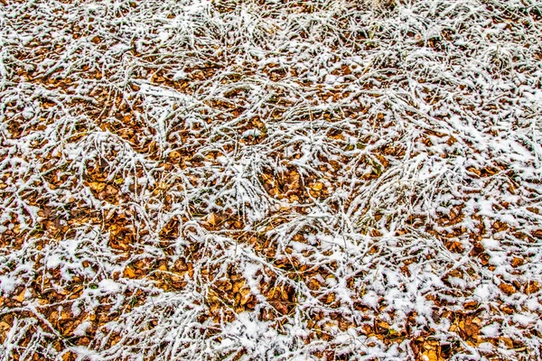 Feuilles Automne Herbe Dans Neige — Photo