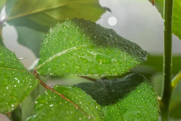 Foglia Verde Con Gocce Acqua — Foto Stock