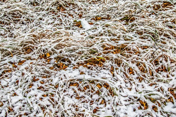 Jesień Liście Trawy Śniegu — Zdjęcie stockowe