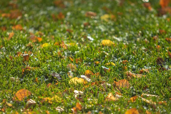 Verde Erba Neve Offuscata Sfondo Bokeh — Foto Stock