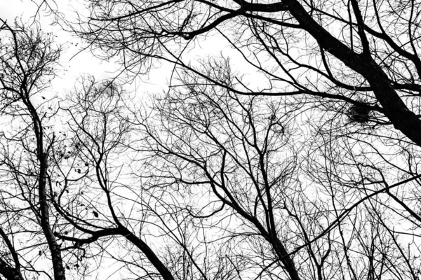 Tree Branches Silhouette White Background — Stock Photo, Image