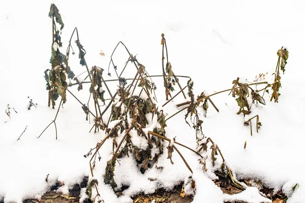 Grama Ramos Secos Neve Inverno Natureza — Fotografia de Stock