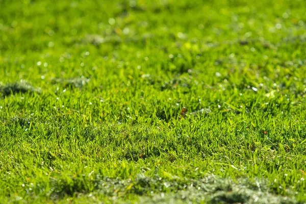 Grüner Gras Hintergrund Fokus Auf Die Mitte — Stockfoto