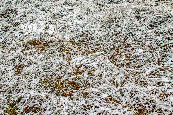 Autumn Leaves Grass Snow — Stock Photo, Image