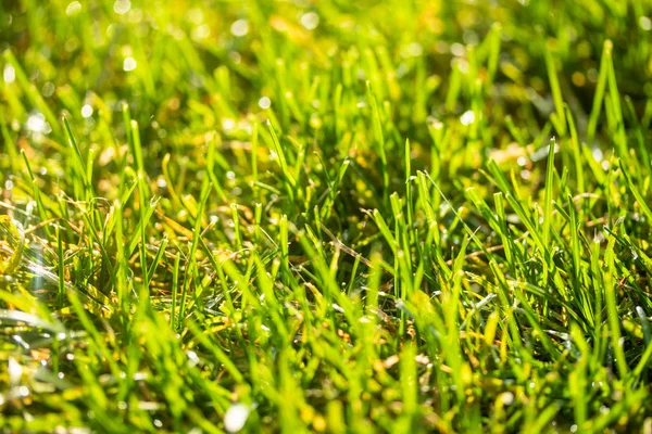 Grama Verde Neve Desfocada Fundo Bokeh — Fotografia de Stock