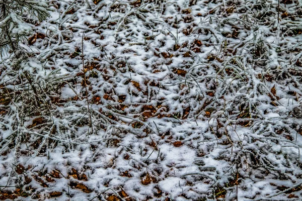 Syksyn Lehdet Ruoho Lumessa — kuvapankkivalokuva