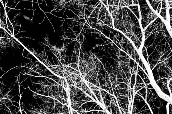 Árvore Ramos Silhueta Branca Fundo Preto — Fotografia de Stock