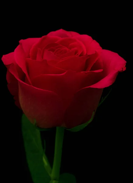 Tender Rose Flower Closeup — Stock Photo, Image