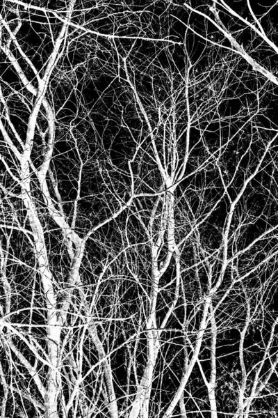 나뭇가지에 검은색 실루엣 화이트 — 스톡 사진