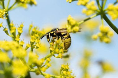 WASP sarı bir çiçek üzerinde Kapat