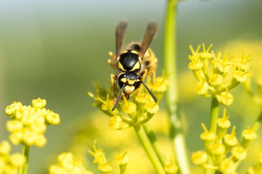 WASP sarı bir çiçek üzerinde Kapat